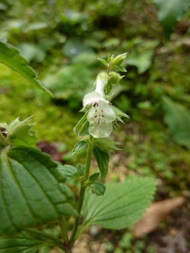 Stachys maritima © <a href="//commons.wikimedia.org/wiki/User:Fagus" title="User:Fagus">Fagus</a>