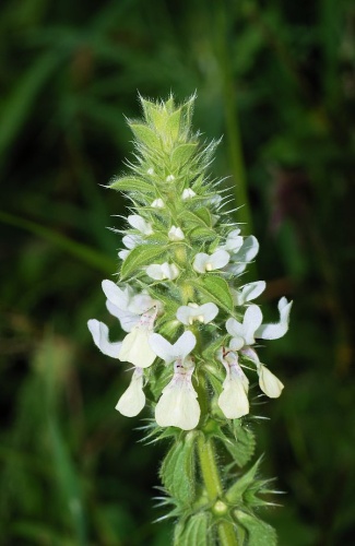 Stachys ocymastrum © <a href="//commons.wikimedia.org/wiki/User:Alvesgaspar" title="User:Alvesgaspar">Alvesgaspar</a>