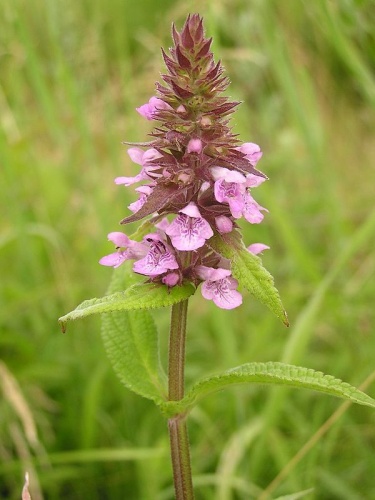 Stachys palustris © <a href="//commons.wikimedia.org/wiki/User:Mbc" title="User:Mbc">Michael Becker</a>