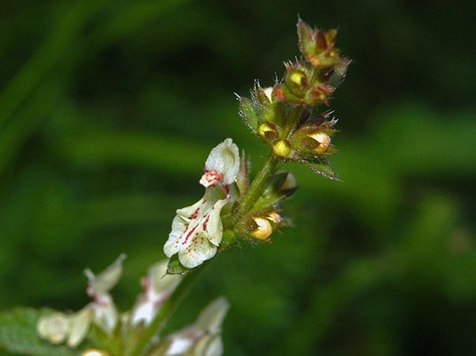 Stachys recta © <a href="//commons.wikimedia.org/wiki/User:Hectonichus" title="User:Hectonichus">Hectonichus</a>