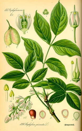 Staphylea pinnata © 