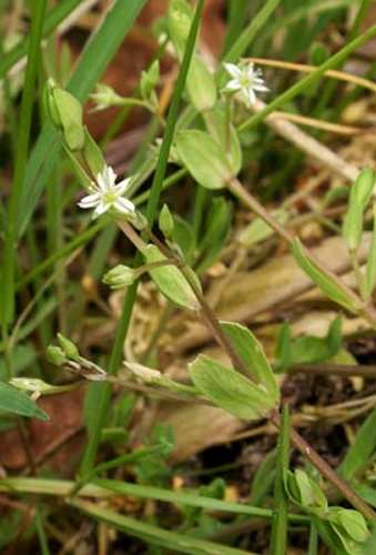 bog stitchwort &copy; No machine-readable author provided. <a href="//commons.wikimedia.org/wiki/User:Aroche" title="User:Aroche">Aroche</a> assumed (based on copyright claims).