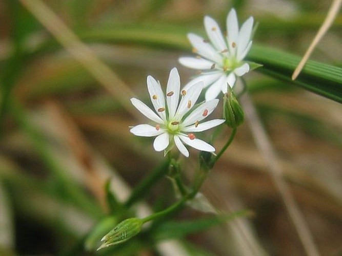 common starwort © Kristian Peters -- <a href="//commons.wikimedia.org/wiki/User:Fabelfroh" title="User:Fabelfroh">Fabelfroh</a> 07:15, 26 September 2006 (UTC)