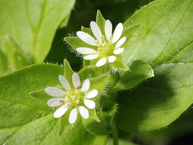 Common chickweed © <a href="//commons.wikimedia.org/wiki/User:Kaldari" title="User:Kaldari">Kaldari</a>