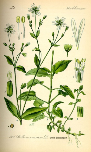 wood stitchwort &copy; 