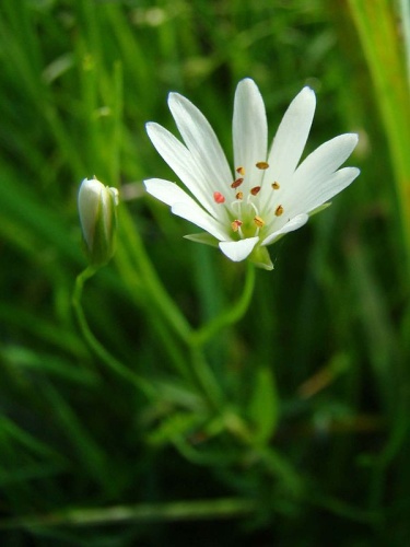 Stellaria palustris © <a href="//commons.wikimedia.org/w/index.php?title=User:G.canar&amp;action=edit&amp;redlink=1" class="new" title="User:G.canar (page does not exist)">User:G.canar</a>