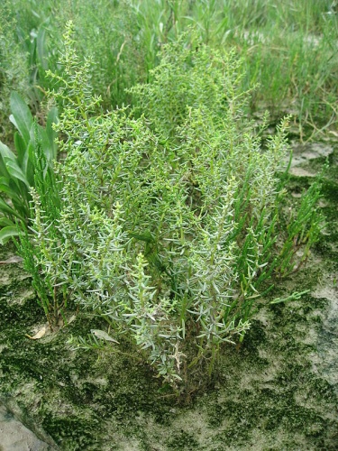 Suaeda maritima © <a href="//commons.wikimedia.org/wiki/User:Lin%C3%A91" title="User:Liné1">Liné1</a>