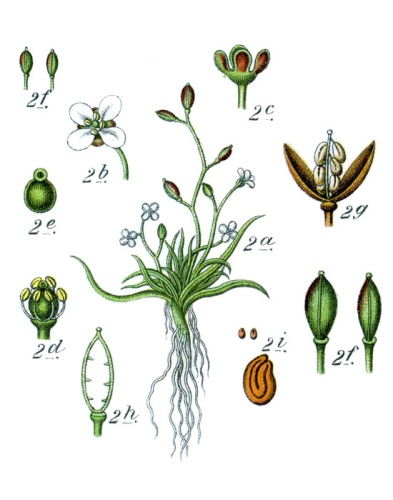 Subularia aquatica © Johann Georg Sturm (Painter: <a href="https://en.wikipedia.org/wiki/Jacob_Sturm" class="extiw" title="en:Jacob Sturm">Jacob Sturm</a>)