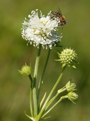 Devil’s bit scabious &copy; <a href="//commons.wikimedia.org/wiki/User:Iifar" title="User:Iifar">Ivar Leidus</a>