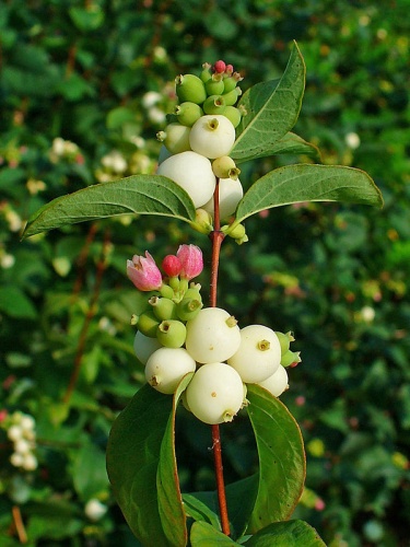 Symphoricarpos albus © H. Zell