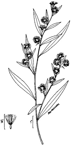  &copy; USDA-NRCS PLANTS Database / USDA NRCS. Wetland flora: Field office illustrated guide to plant species. USDA Natural Resources Conservation Service.