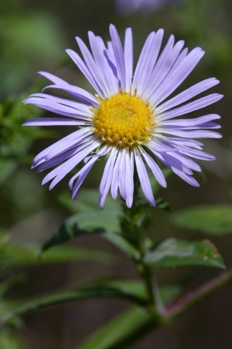 New England aster © The original uploader was <a href="https://en.wikipedia.org/wiki/User:Hugowolf" class="extiw" title="wikipedia:User:Hugowolf">Hugowolf</a> at <a href="https://en.wikipedia.org/wiki/" class="extiw" title="wikipedia:">English Wikipedia</a>.