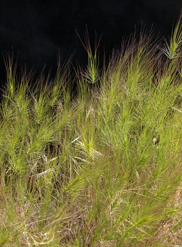 Taeniatherum caput-medusae &copy; 