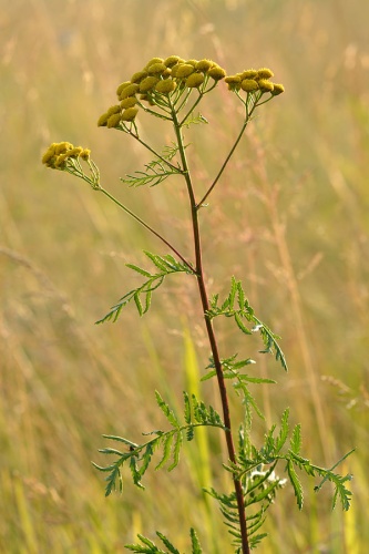 Tanacetum vulgare &copy; <a href="//commons.wikimedia.org/wiki/User:Iifar" title="User:Iifar">Ivar Leidus</a>