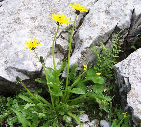 Taraxacum alpinum © Jerzy Opioła