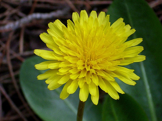 Taraxacum obovatum © <a href="//commons.wikimedia.org/wiki/User:Javier_martin" title="User:Javier martin">Javier martin</a>