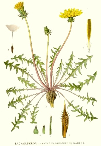 Taraxacum rubicundum &copy; <bdi><a href="https://en.wikipedia.org/wiki/en:Carl_Axel_Magnus_Lindman" class="extiw" title="w:en:Carl Axel Magnus Lindman">Carl Axel Magnus Lindman</a>
</bdi>