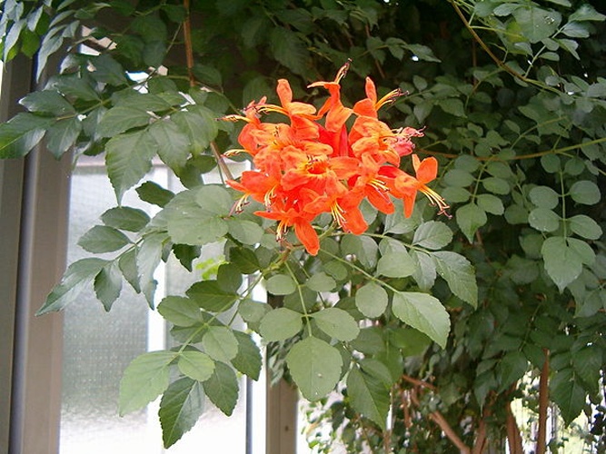 Tecoma capensis © <a href="//commons.wikimedia.org/wiki/User:BotBln" title="User:BotBln">User:BotBln</a>