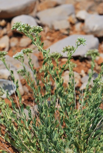 Telephium imperati &copy; Gideon Pisanty (<a href="//commons.wikimedia.org/wiki/User:Gidip" title="User:Gidip">Gidip</a>)