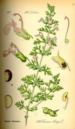Teucrium botrys &copy; 