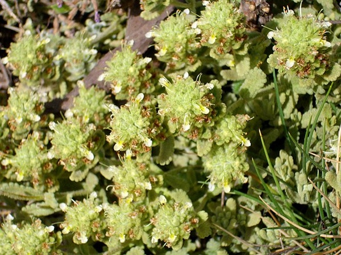 Teucrium capitatum © <a href="//commons.wikimedia.org/wiki/User:Javier_martin" title="User:Javier martin">Javier martin</a>