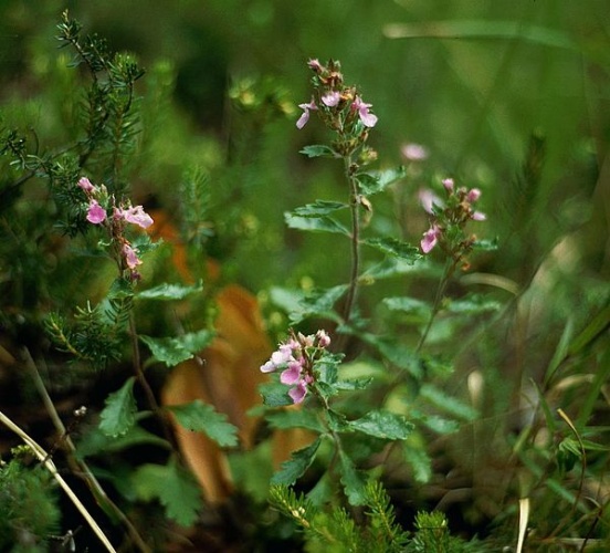 Teucrium chamaedrys &copy; <a href="//commons.wikimedia.org/wiki/User:Franz_Xaver" title="User:Franz Xaver">Franz Xaver</a>