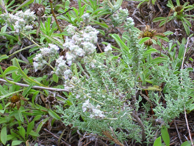 Teucrium dunense © <a href="//commons.wikimedia.org/wiki/User:Javier_martin" title="User:Javier martin">Javier martin</a>