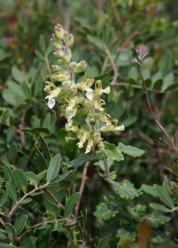 Teucrium flavum &copy; <a href="//commons.wikimedia.org/wiki/User:Franz_Xaver" title="User:Franz Xaver">Franz Xaver</a>