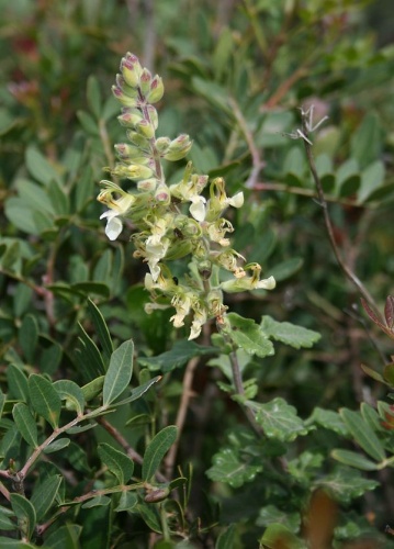 Teucrium flavum © <a href="//commons.wikimedia.org/wiki/User:Franz_Xaver" title="User:Franz Xaver">Franz Xaver</a>