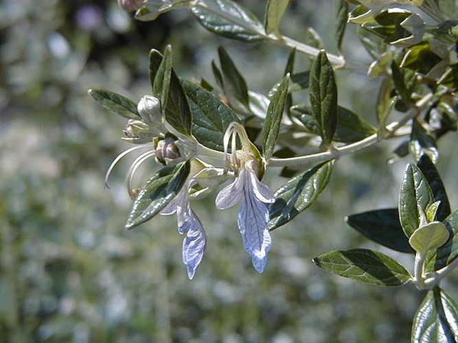 Teucrium fruticans © A. Barra