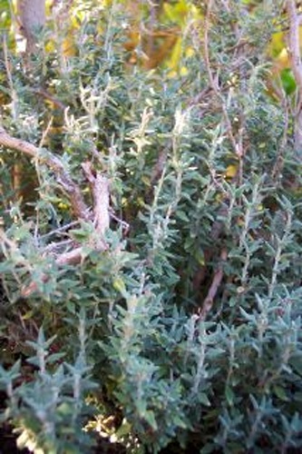 Teucrium marum &copy; 