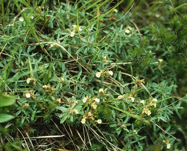 Teucrium montanum © <a href="//commons.wikimedia.org/wiki/User:Franz_Xaver" title="User:Franz Xaver">Franz Xaver</a>
