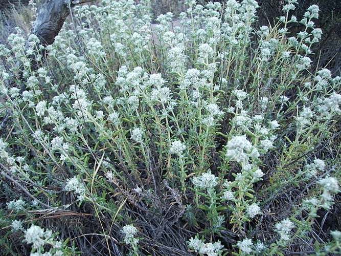 Teucrium polium © No machine-readable author provided. <a href="//commons.wikimedia.org/w/index.php?title=User:V%C3%ADctor_M._Vicente_Selvas~commonswiki&amp;action=edit&amp;redlink=1" class="new" title="User:Víctor M. Vicente Selvas~commonswiki (page does not exist)">Víctor M. Vicente Selvas~commonswiki</a> assumed (based on copyright claims).