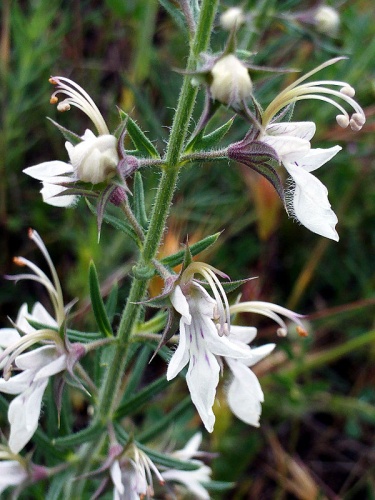Teucrium pseudochamaepitys © <a href="//commons.wikimedia.org/wiki/User:Javier_martin" title="User:Javier martin">Javier martin</a>