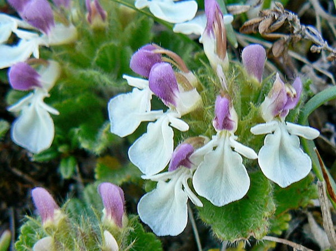 Teucrium pyrenaicum © <a href="//commons.wikimedia.org/w/index.php?title=User:Johan_N&amp;action=edit&amp;redlink=1" class="new" title="User:Johan N (page does not exist)">Johan N</a>