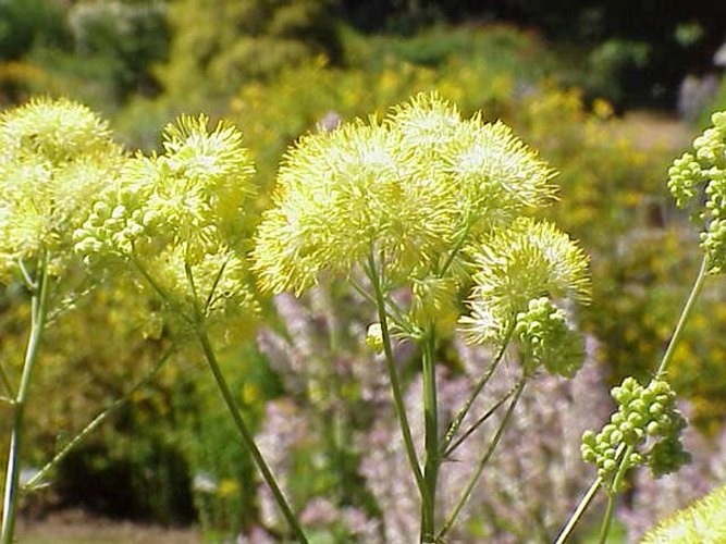 Thalictrum flavum &copy; Kurt Stüber <a rel="nofollow" class="external autonumber" href="http://www.kurtstueber.de/">[1]</a>