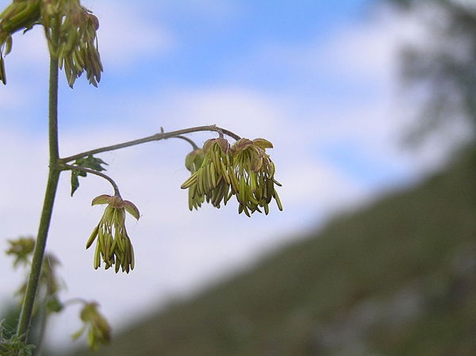 Thalictrum foetidum © <a href="//commons.wikimedia.org/wiki/User:Don_Pedro28" title="User:Don Pedro28">Petr FIlippov</a>