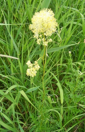 Thalictrum lucidum © <a href="//commons.wikimedia.org/wiki/User:Panek" title="User:Panek">Panek</a>