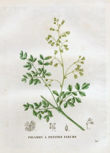 Thalictrum minus &copy; M. Jaume Saint-Hilaire (1772-1845)