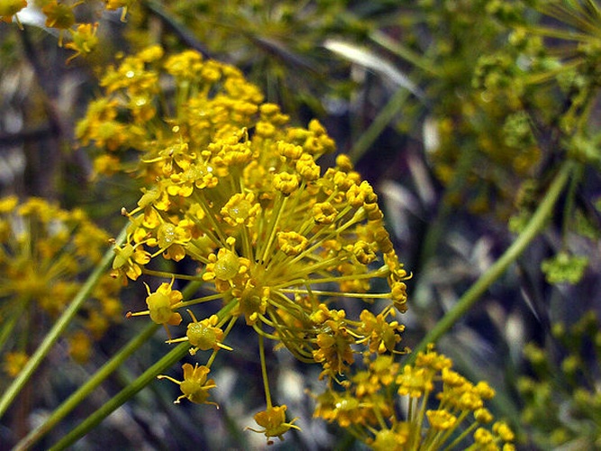 Thapsia villosa © <a href="//commons.wikimedia.org/wiki/User:Javier_martin" title="User:Javier martin">Javier martin</a>