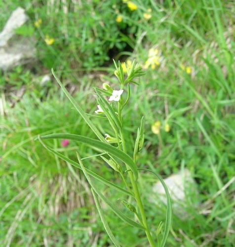 Thesium alpinum © <a href="//commons.wikimedia.org/w/index.php?title=User:Thommybe&amp;action=edit&amp;redlink=1" class="new" title="User:Thommybe (page does not exist)">Thomas Mathis</a>
