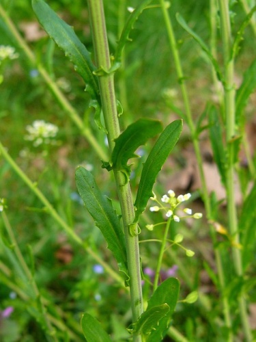 Thlaspi alliaceum © Thomas Meyer