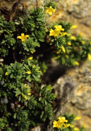 Thymelaea dioica &copy; <a href="//commons.wikimedia.org/wiki/Ghislain118" class="mw-redirect" title="Ghislain118">Ghislain118 (AD) </a> <a rel="nofollow" class="external free" href="http://www.fleurs-des-montagnes.net">http://www.fleurs-des-montagnes.net</a>