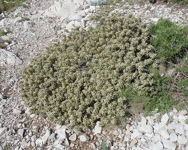 Thymelaea tartonraira &copy; <a href="//commons.wikimedia.org/wiki/User:Aroche" title="User:Aroche">Aroche</a>