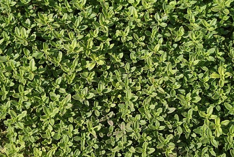 Thymus alpestris &copy; <a href="//commons.wikimedia.org/wiki/User:%D0%A5%D0%BE%D0%BC%D0%B5%D0%BB%D0%BA%D0%B0" title="User:Хомелка">Хомелка</a>