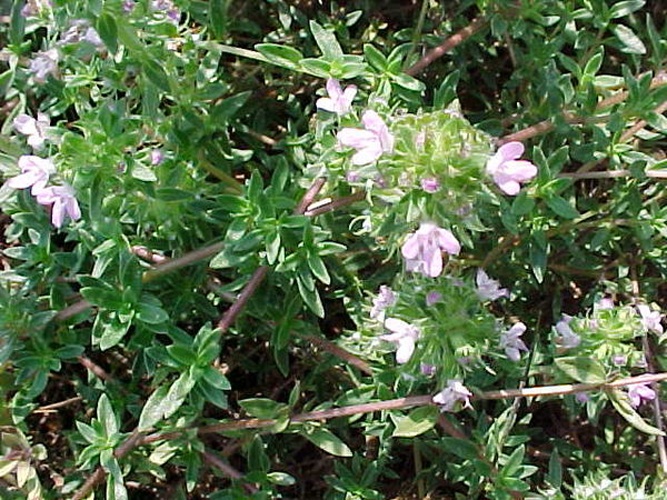 Thymus herba-barona © Original uploader was <a href="https://en.wikipedia.org/wiki/User:Name_lips" class="extiw" title="en:User:Name lips">Name lips</a> at <a class="external text" href="http://en.wikipedia.org">en.wikipedia</a>