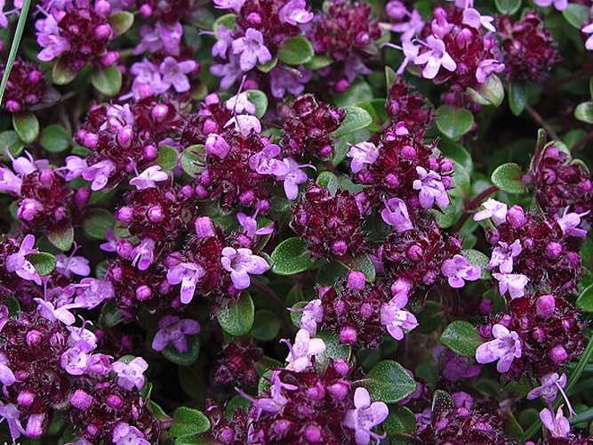 Thymus nervosus © <a rel="nofollow" class="external text" href="https://www.flickr.com/people/70626035@N00">jacilluch</a>