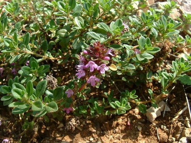breckland thyme © 