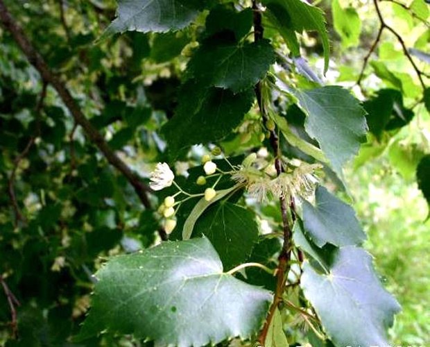 Tilia cordata &copy; 