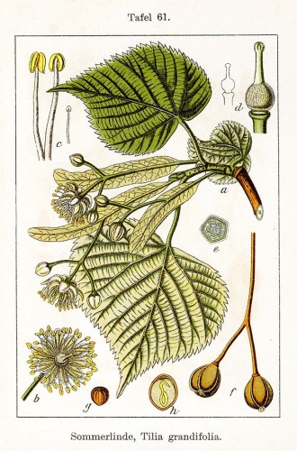 Tilia platyphyllos © Johann Georg Sturm (Painter: Jacob Sturm)